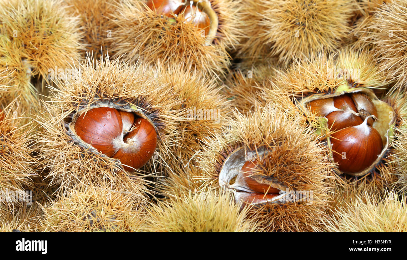 Sfondo di Ricci di castagno nel cestello Foto Stock