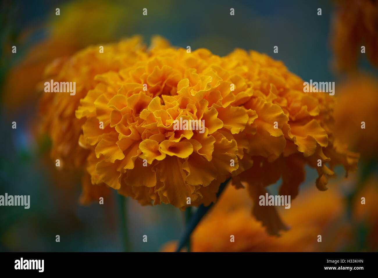 Orange Le calendule flower close up Tagetes Foto Stock