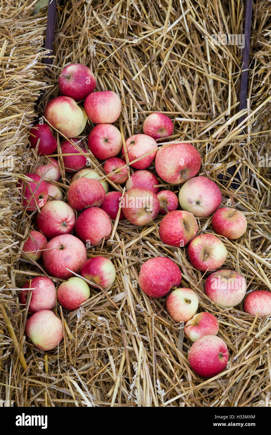 Raccolta delle mele Foto Stock