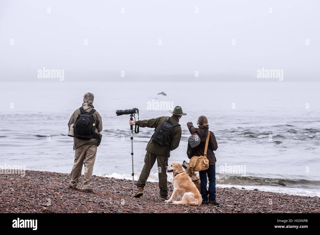 La fauna selvatica fotografi e whale watching avvistamento delfini Bottlenose a Chanonry Point nella nebbia, Moray Firth, Scotland, Regno Unito Foto Stock
