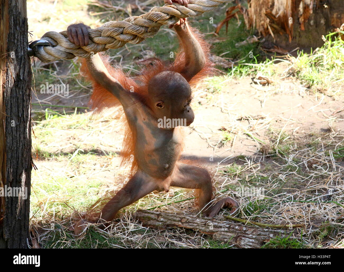 Bambino maschio Bornean orangutan (Pongo pygmaeus) apprendimento le funi a Apenheul primate zoo, Apeldoorn, Paesi Bassi Foto Stock