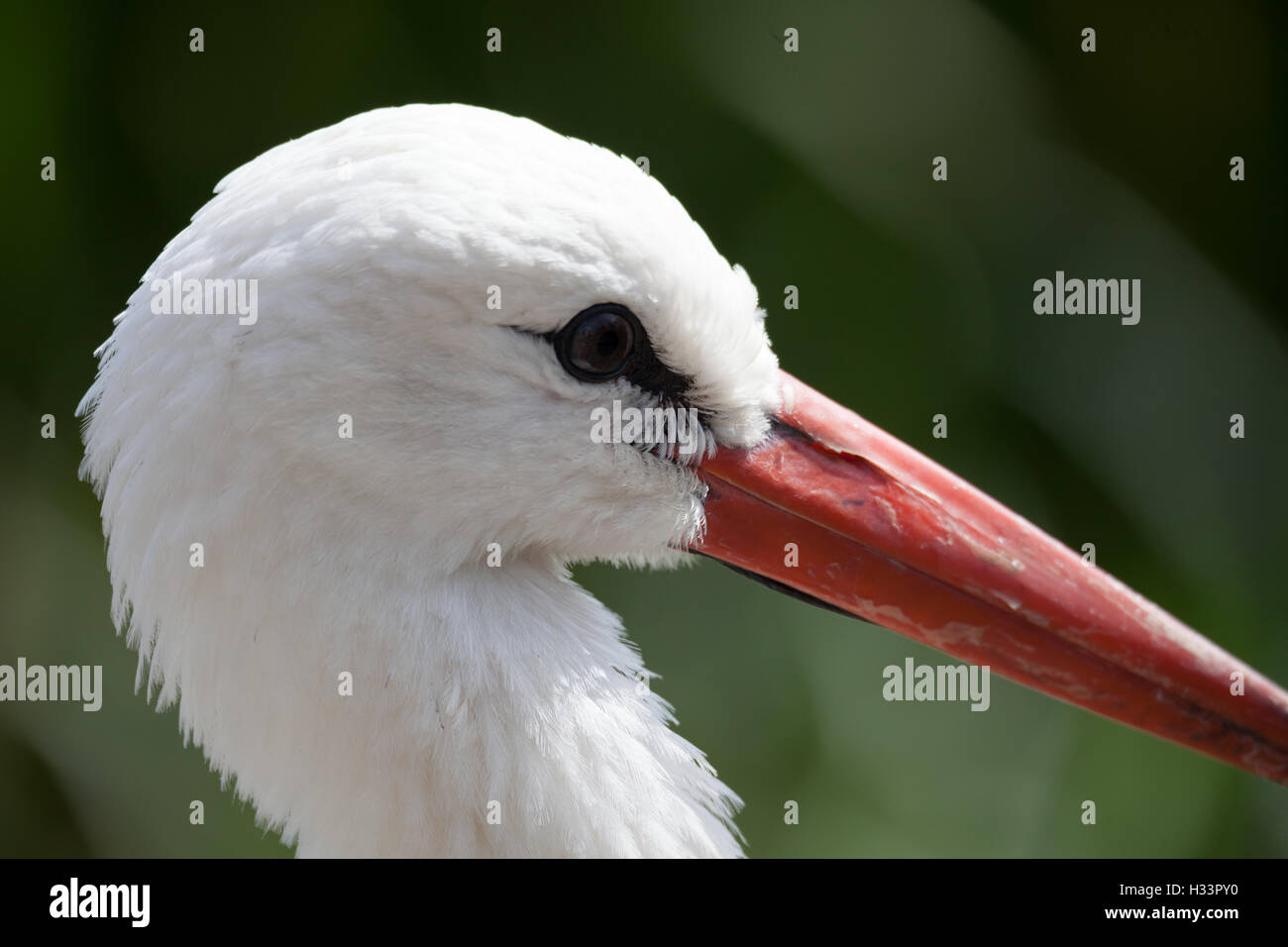 Cicogna bianca close up colpo alla testa Foto Stock