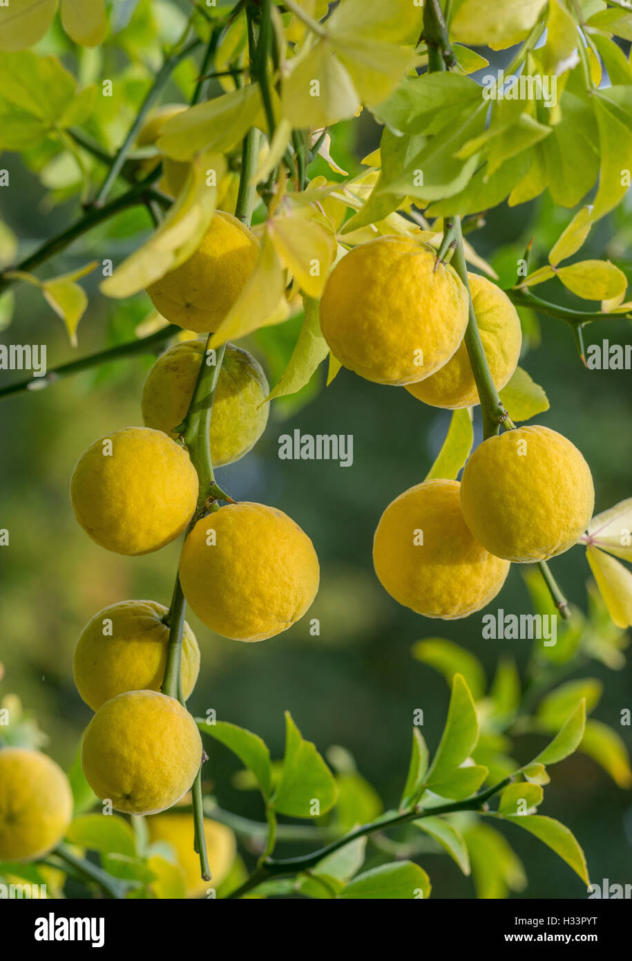 Trifoliate arancia arancio amaro hardy orange frutti Poncirus trifoliata Foto Stock