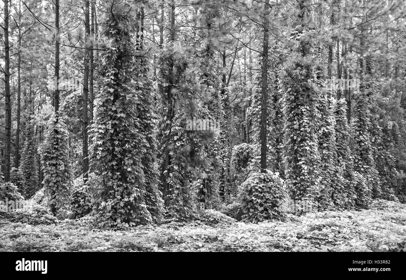 Kudzu coperto da alberi di pino in North Central Florida. Pueraria lobata Foto Stock