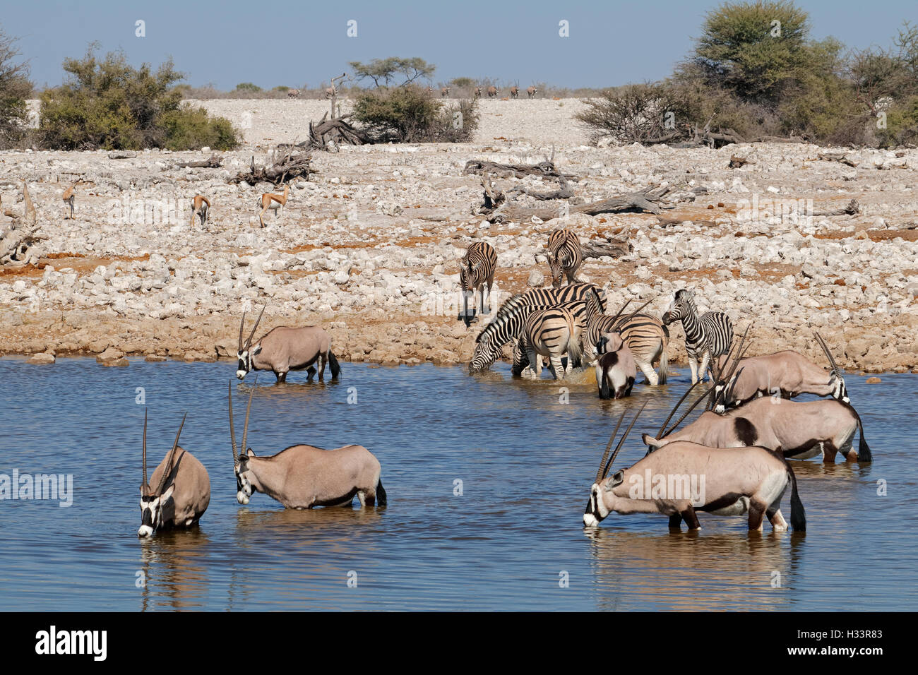 Gemsbok (Oryx gazella) e zebre (Equus burchelli) a Waterhole, il Parco Nazionale di Etosha, Namibia Foto Stock