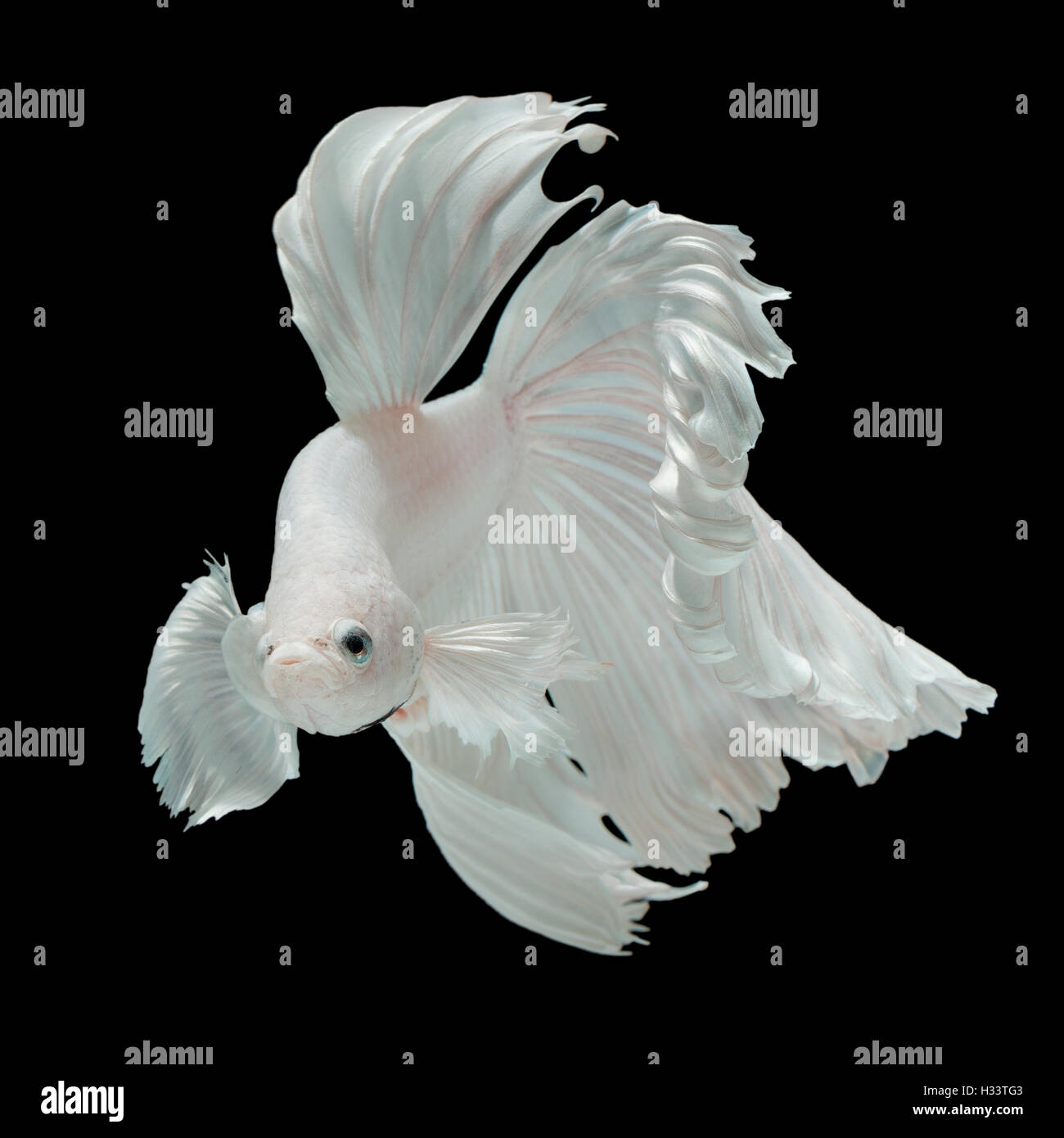 Betta pesce, siamese fighting fish 'meticcio tra la mezza luna e orecchie di elefante fins" isolato su sfondo nero bella mo Foto Stock