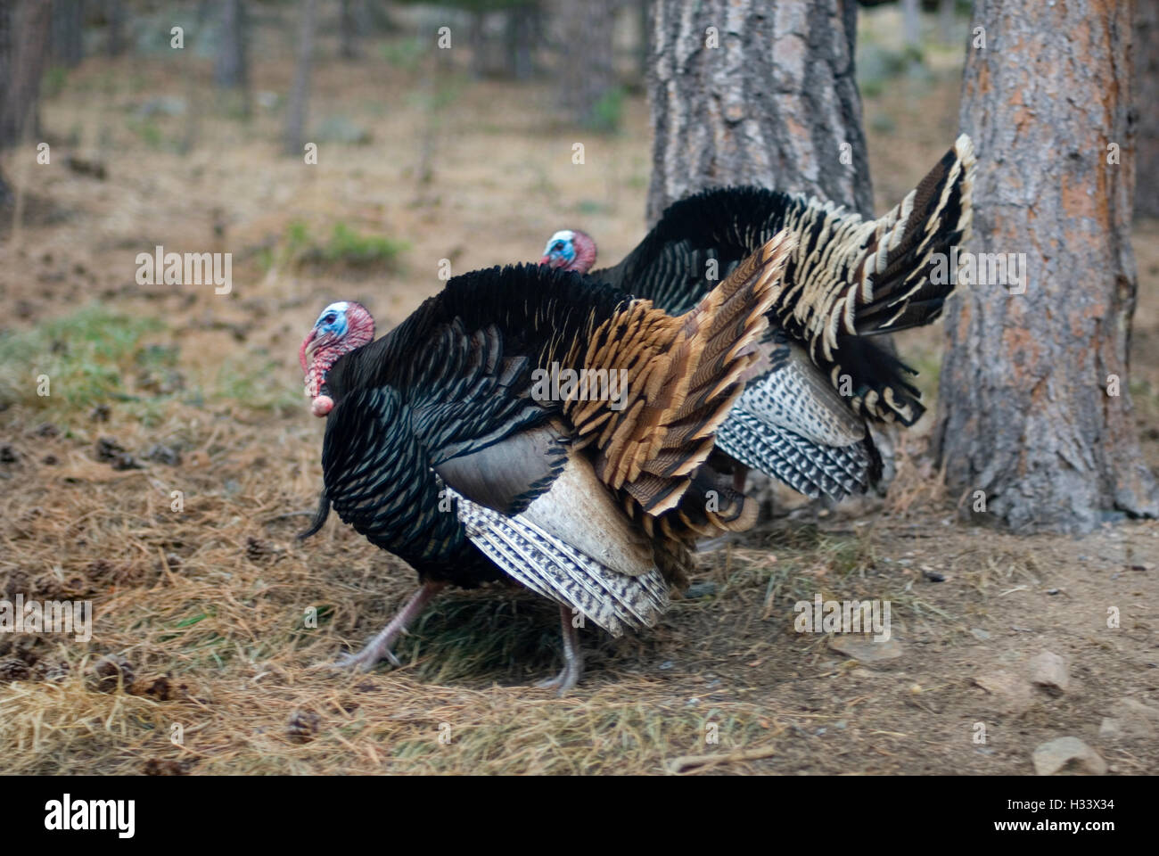 Due tacchini selvatici arruffare fino e strutting Foto Stock