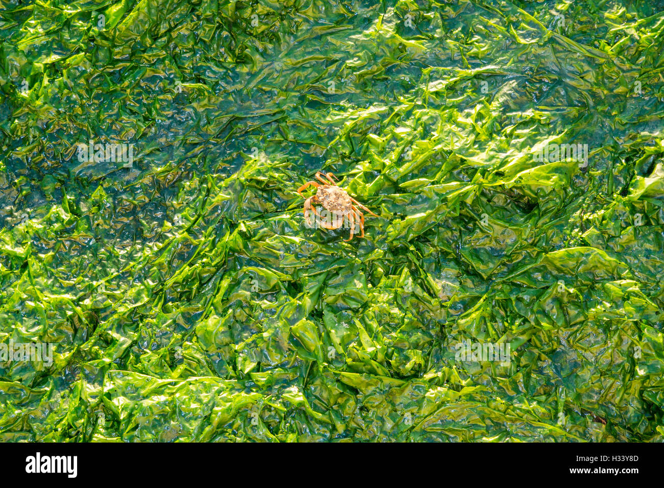 Shore crab Carcinus maenas, camminando sulla lattuga di mare, Ulva lactuca, su saltwater tidal flats a bassa marea di Waddensea, Olanda Foto Stock