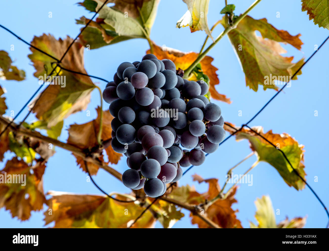 Uva nera appeso su un vitigno a Lindos Rodi Grecia Foto Stock