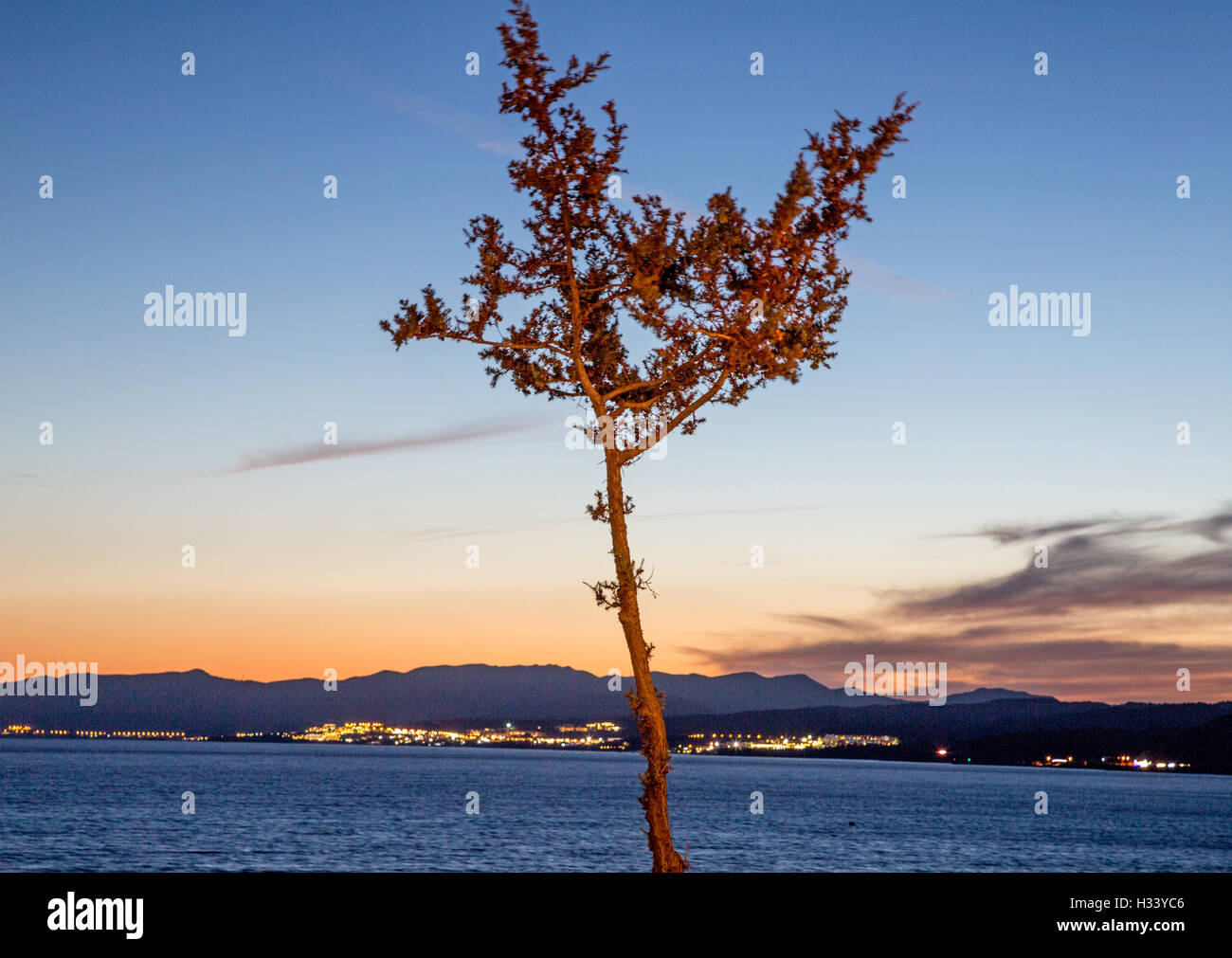 Lone Tree al tramonto Pefcos Rodi Grecia Foto Stock