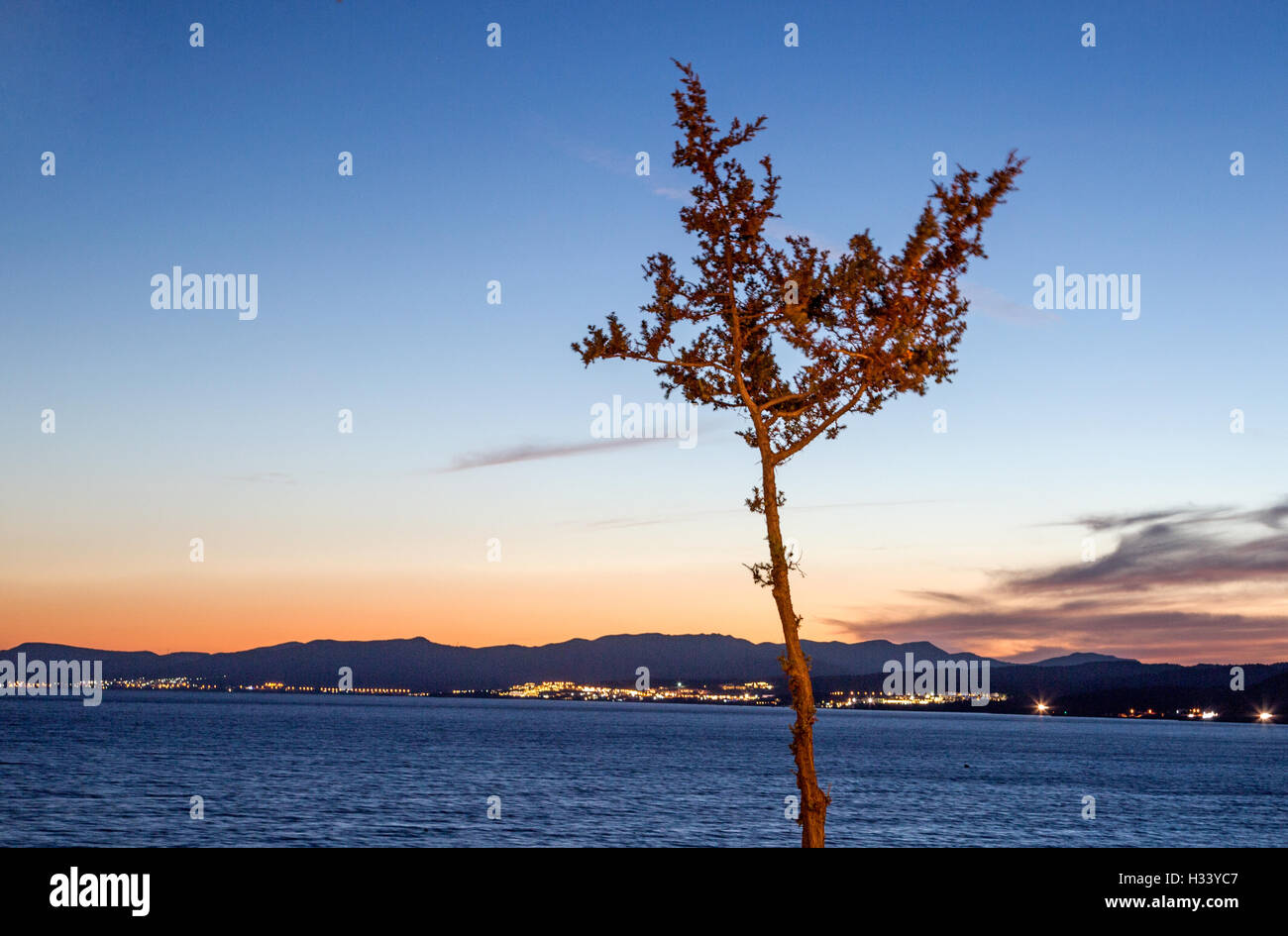 Lone Tree al tramonto Pefcos Rodi Grecia Foto Stock