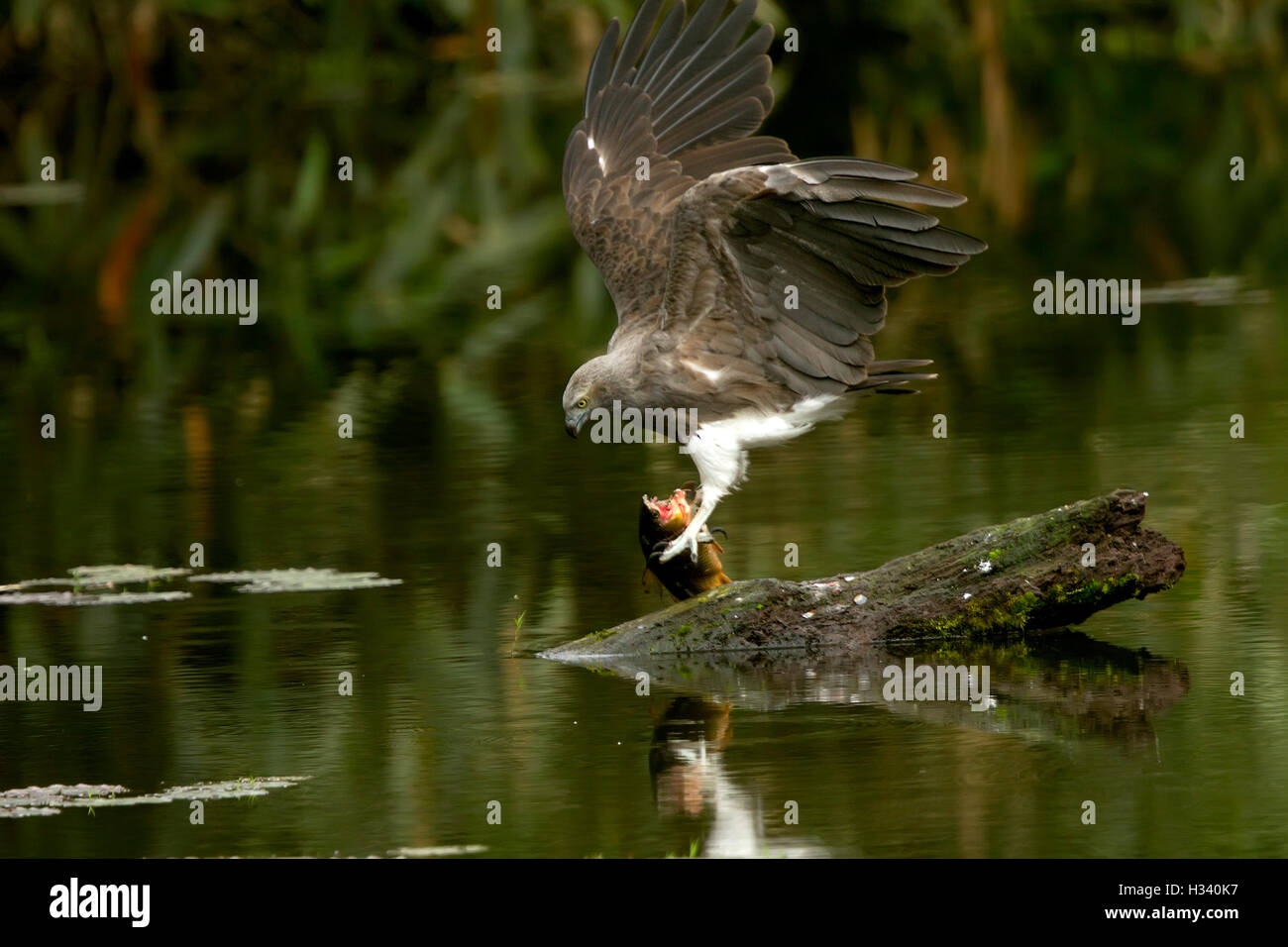 La minore fish eagle (Ichthyophaga humilis) con il pesce in un lago verde fondo di acqua Foto Stock