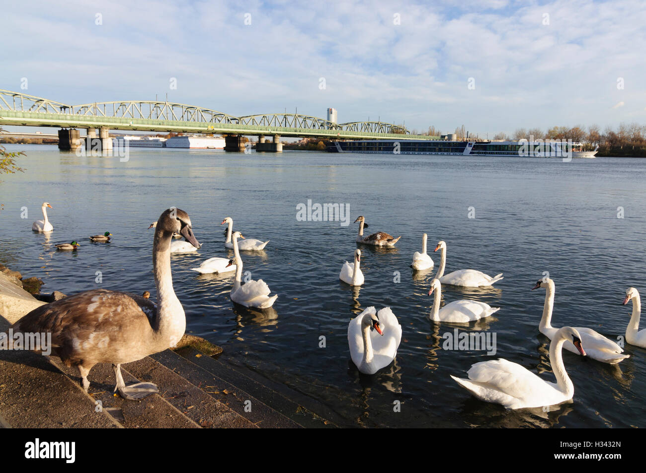 Wien, Vienna: Cigni nel Danubio al Ponte Nordbahnbrücke , una nave da crociera passa da, 20 Wien, Austria Foto Stock