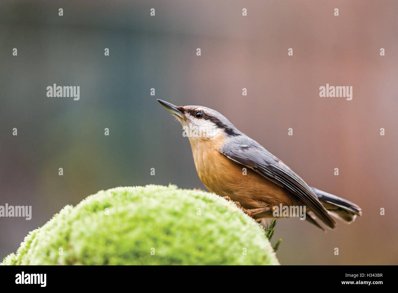 Picchio muratore su moss close up Foto Stock