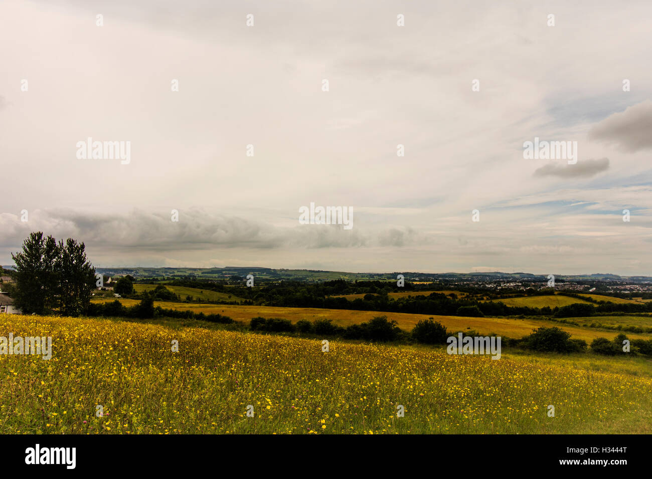 Campi dorati di renoncules, con cielo di nuvole wispy, hedge righe nei trend con orizzonte di riferimento e la struttura a sinistra Foto Stock