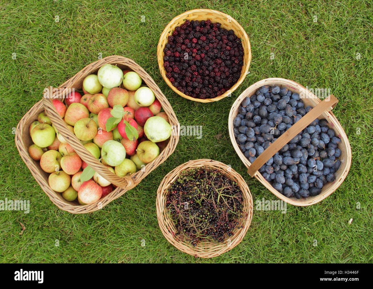 Mele selvatiche, sambuchi, DAMSONS E more foraged da siepi e alberi durante l'autunno nella campagna inglese UK Foto Stock
