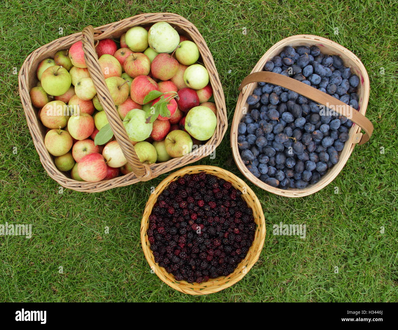 Cesti riempiti con i frutti selvatici e bacche foraged da siepi in aree pubbliche durante l'autunno nella campagna inglese Foto Stock