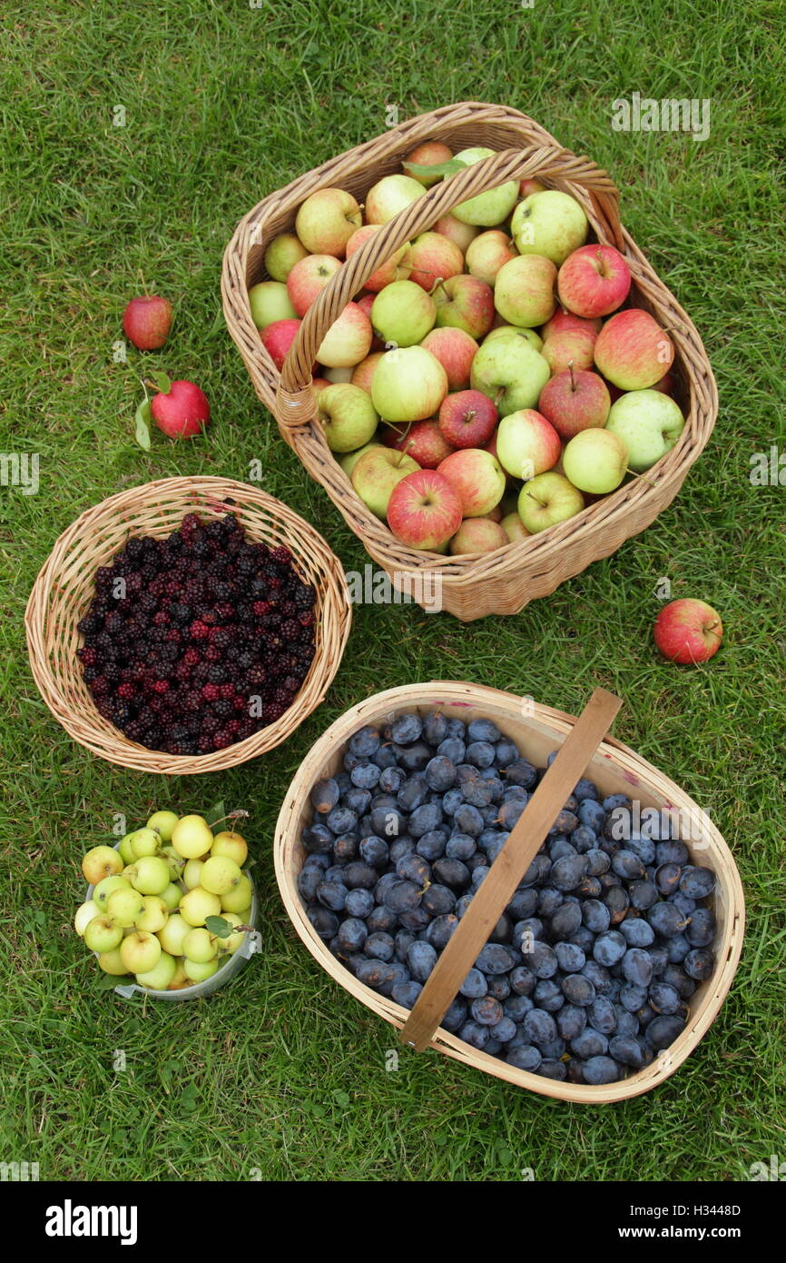 Cesti riempiti con siepe frutti e bacche compresi more, DAMSONS E MELE foraged nella campagna inglese Foto Stock