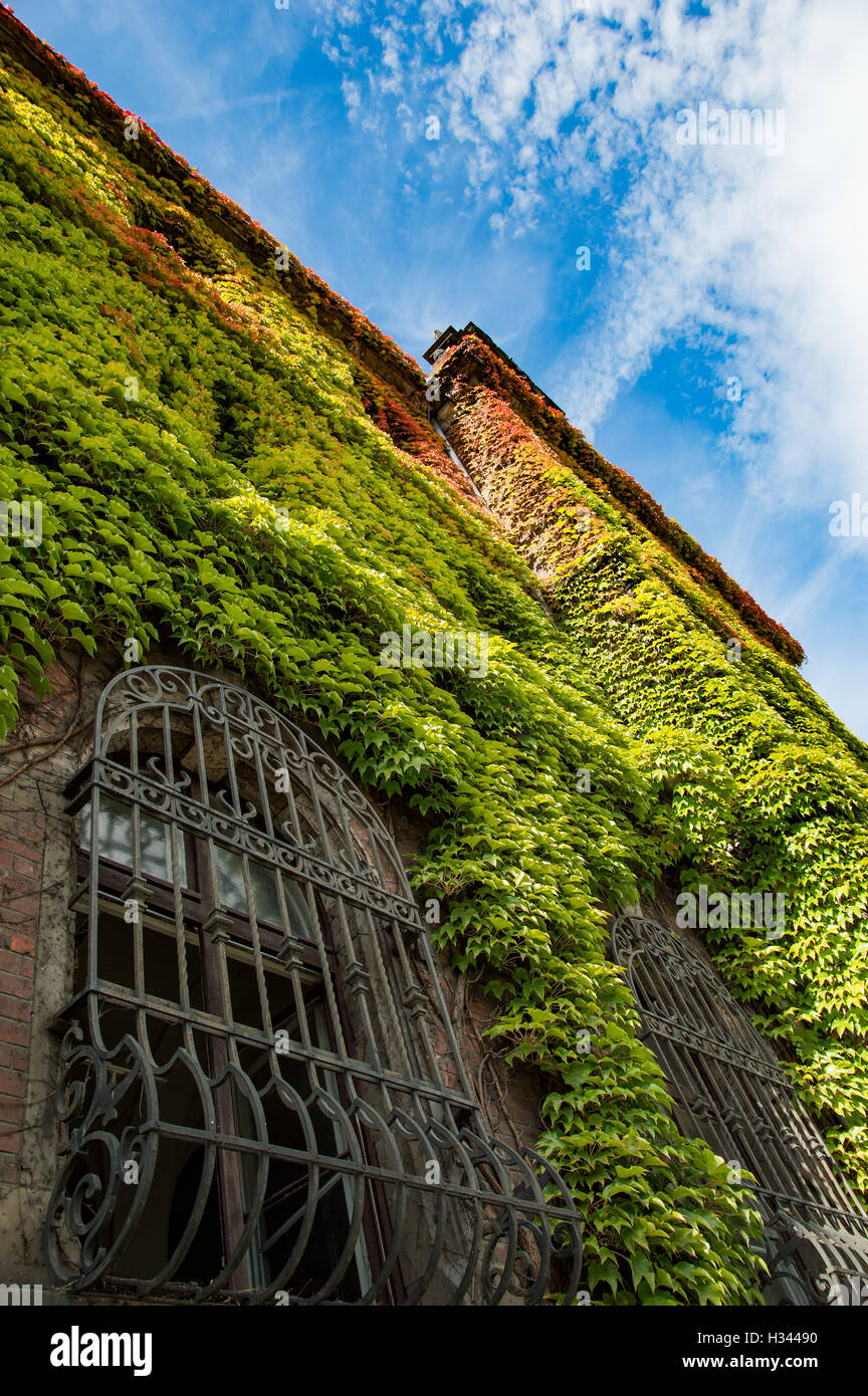 Colorato ivy copre le pareti del vecchio edificio. Foto Stock