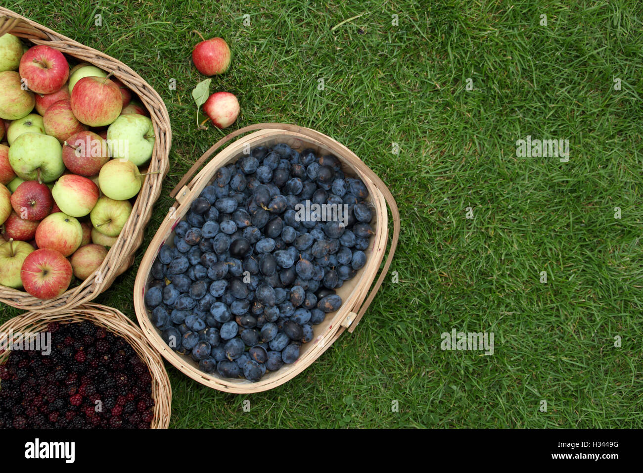Cesti riempiti con foraged more, mele e damsons raccolti nella campagna inglese durante l'autunno, UK - Spazio di copia Foto Stock