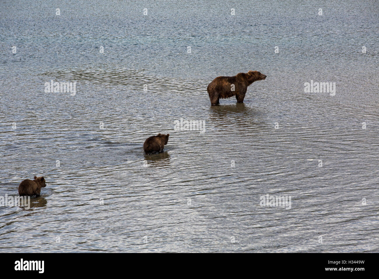 Vista aerea di un orso con i cuccioli vai a una banca di fiume per la pesca del salmone in Kamchatka regione, Russia Foto Stock