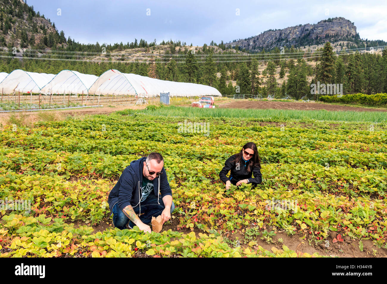 Visitatori scegliere fragole durante il tour della fattoria a Covert aziende agricole nel sud Okanagan Valley, BC, Canada. Foto Stock