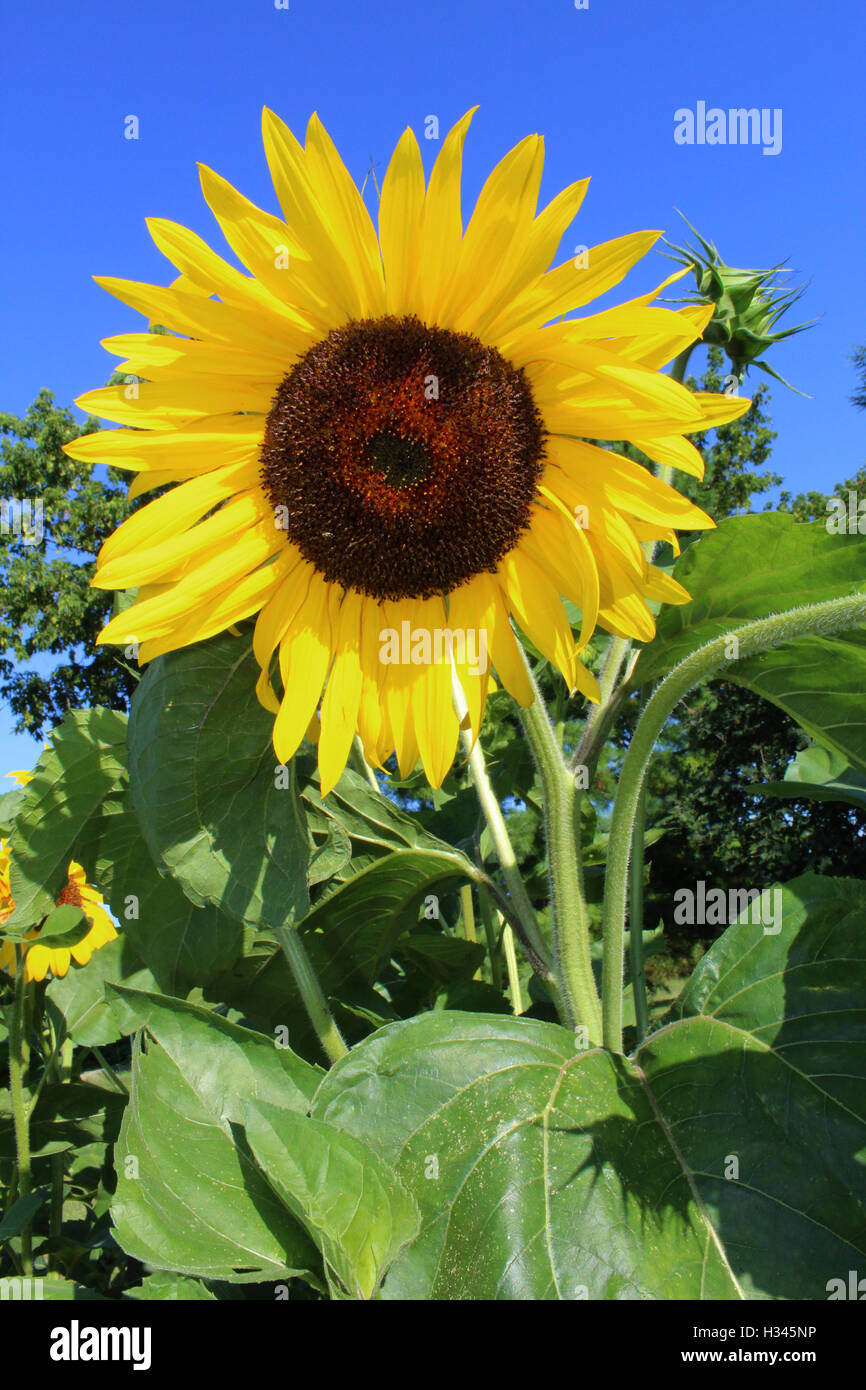 Il giallo di medie dimensioni con girasole cielo blu. Foto Stock