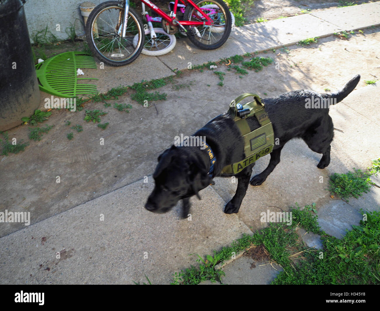 La polizia K9 cerca cane, Detroit, Michigan, Stati Uniti d'America Foto Stock