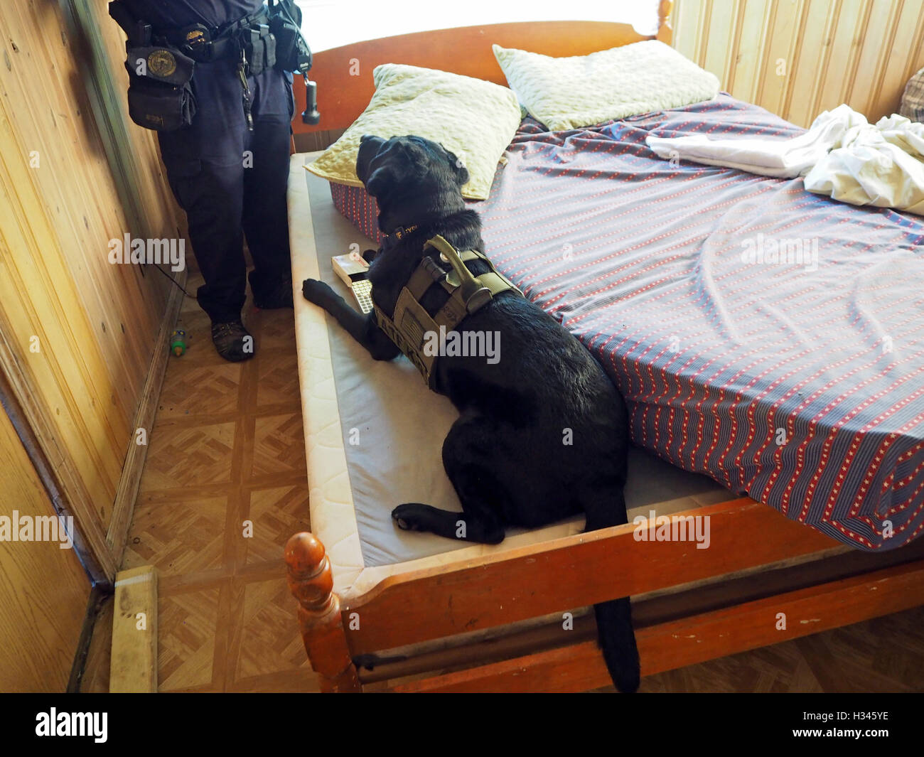 La polizia K9 cerca cane a una ricerca casa, Detroit, Michigan, Stati Uniti d'America Foto Stock