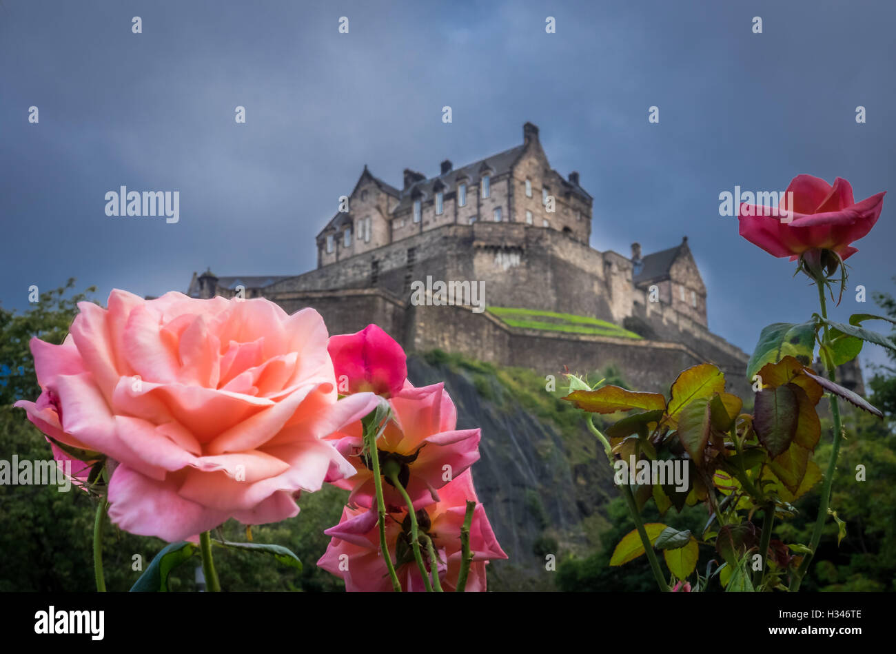 Le rose che crescono in giardini sotto il castello reale su una collina rocciosa a Edimburgo, Scozia, Regno Unito Foto Stock