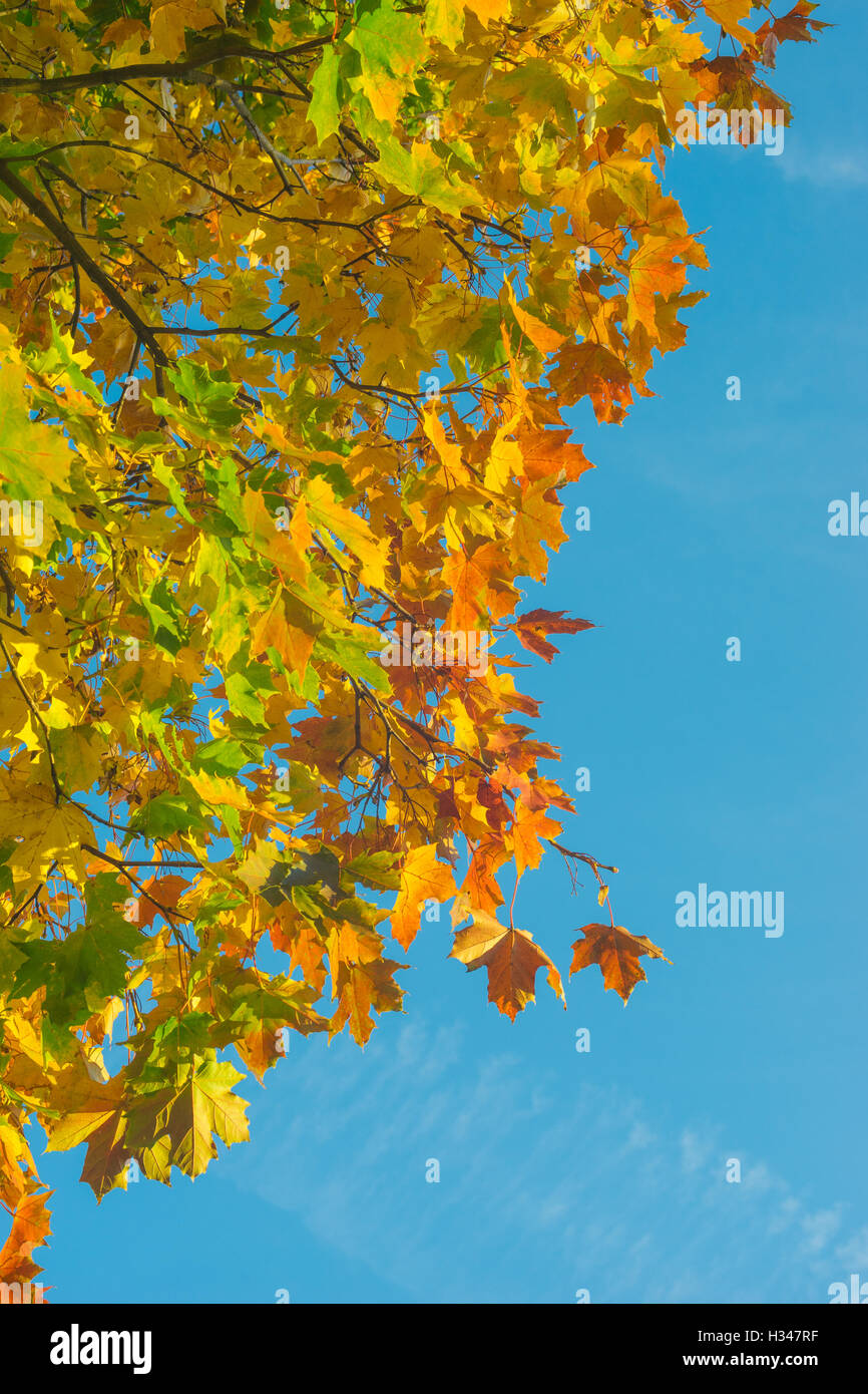 Confine d'autunno. Colorati di foglie di acero contro il cielo blu. Composizione verticale Foto Stock