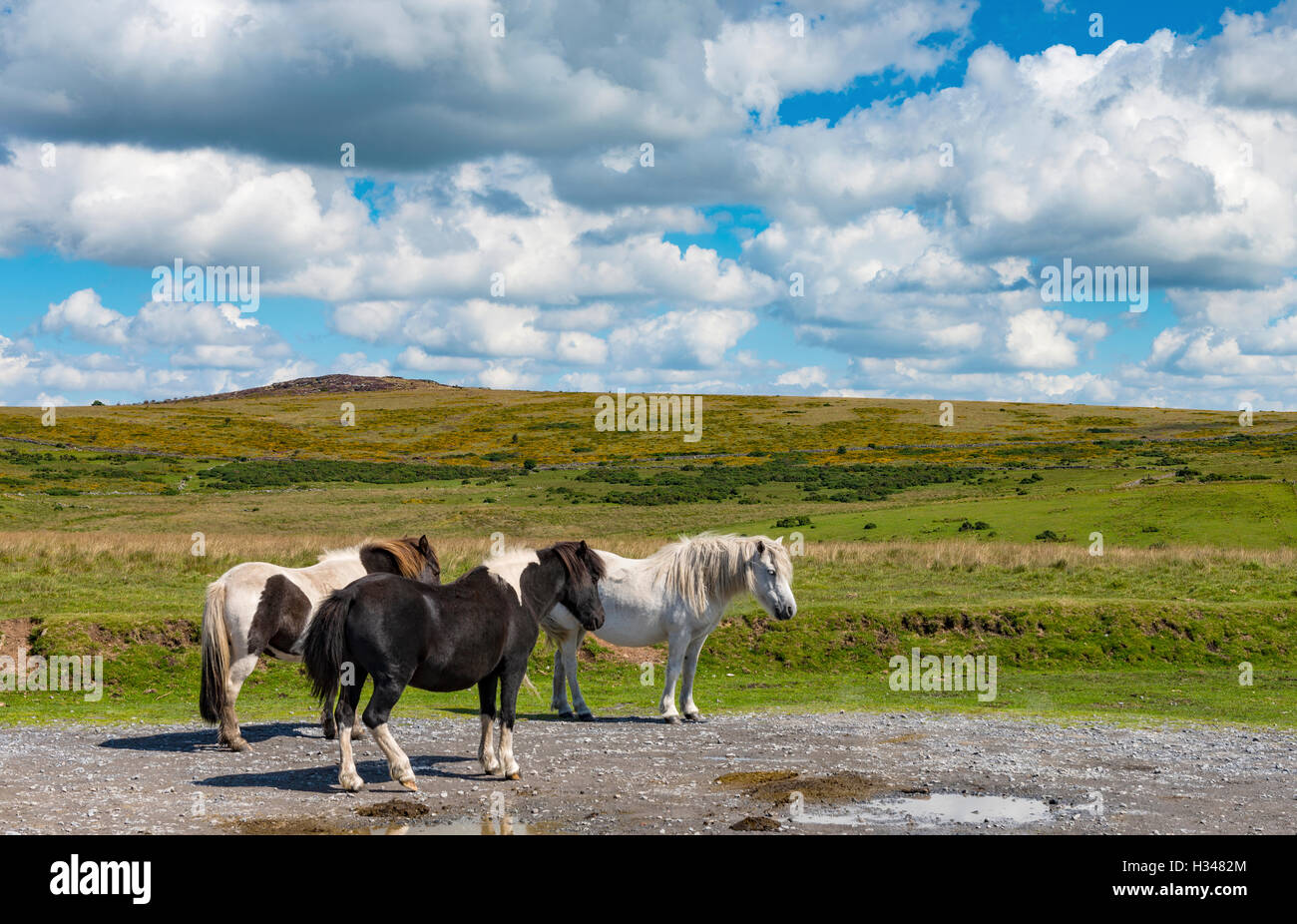 Dartmoor pony selvatici, Devon, Regno Unito Foto Stock