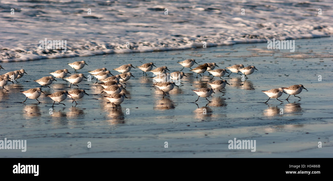 Sandpiper uccelli corrono Fino la spiaggia di sabbia di alimentazione Ocean Surf Foto Stock