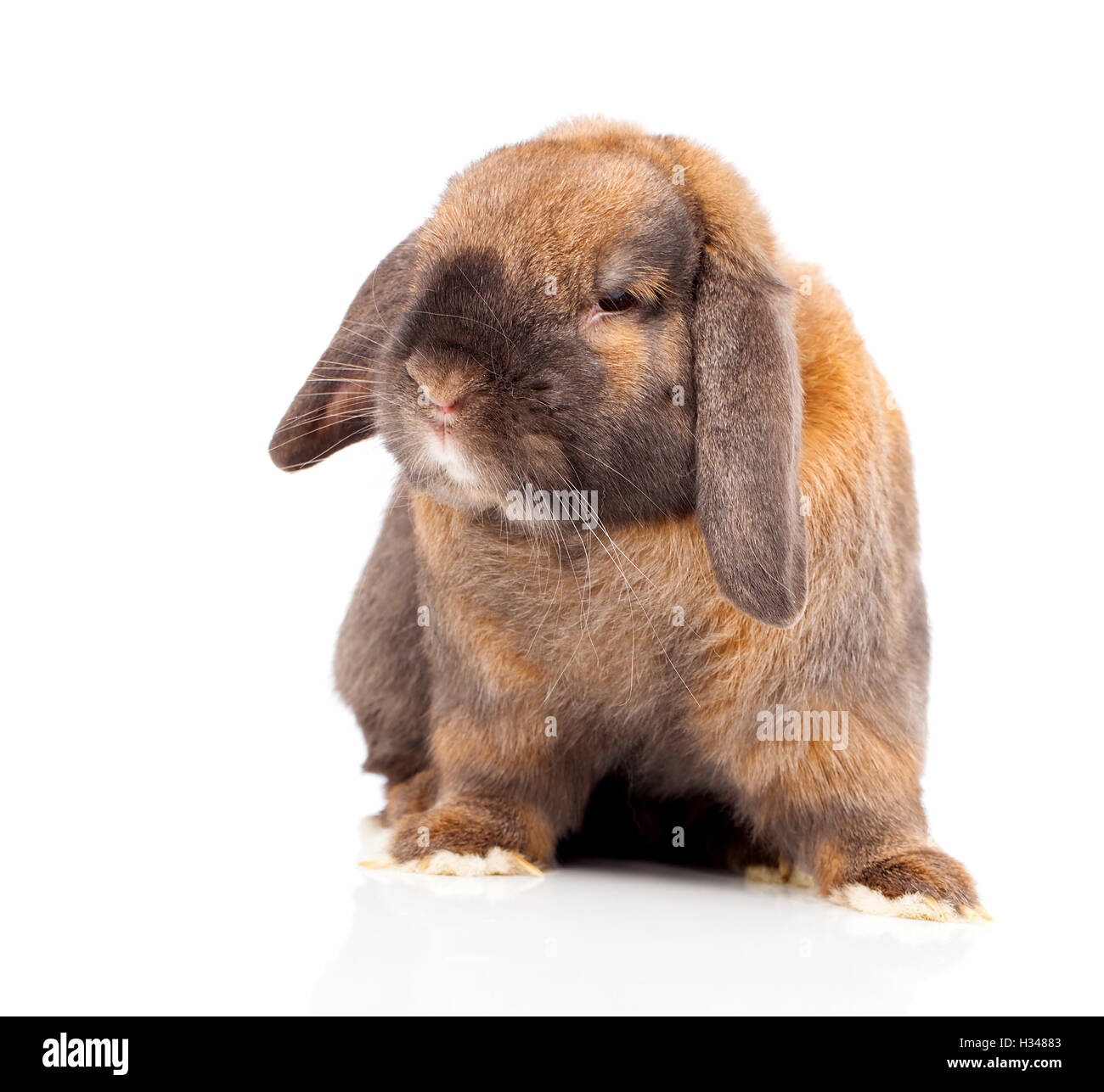 Coniglio isolato su uno sfondo bianco Foto Stock