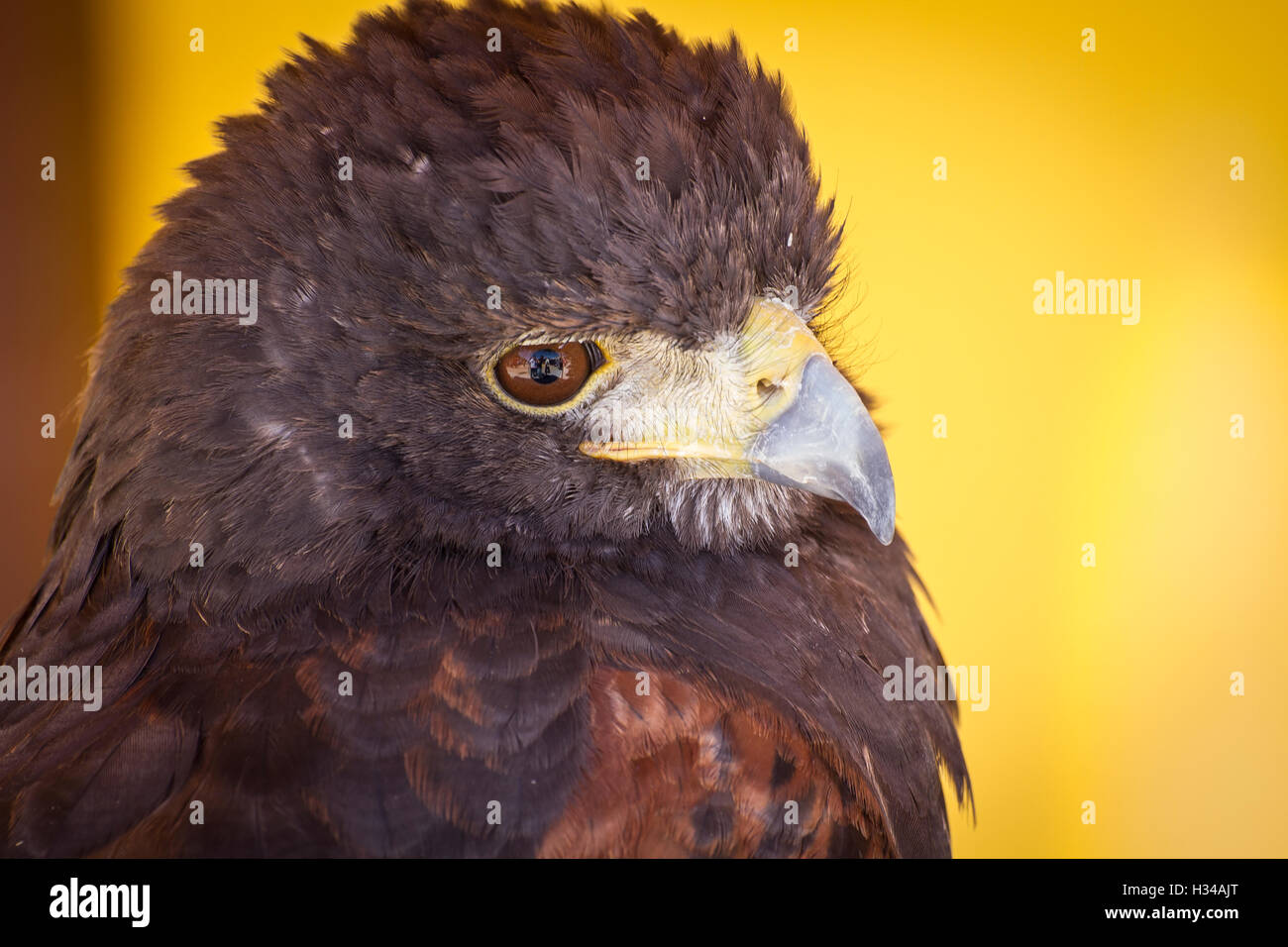 Eagle in testa in una fiera medievale, Spagna Foto Stock