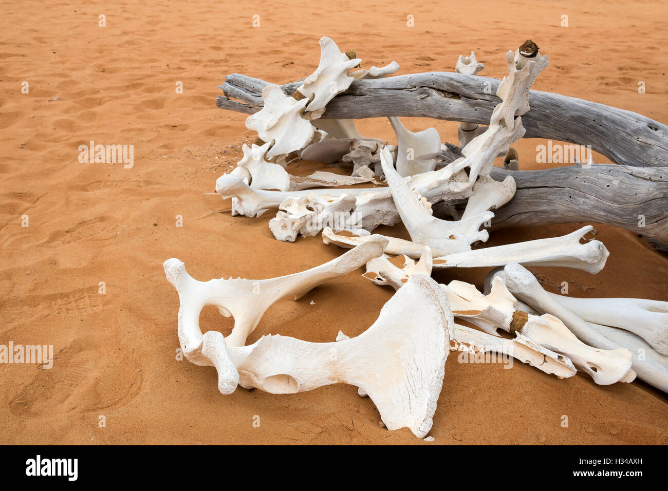 Le ossa di animali nel deserto Foto Stock