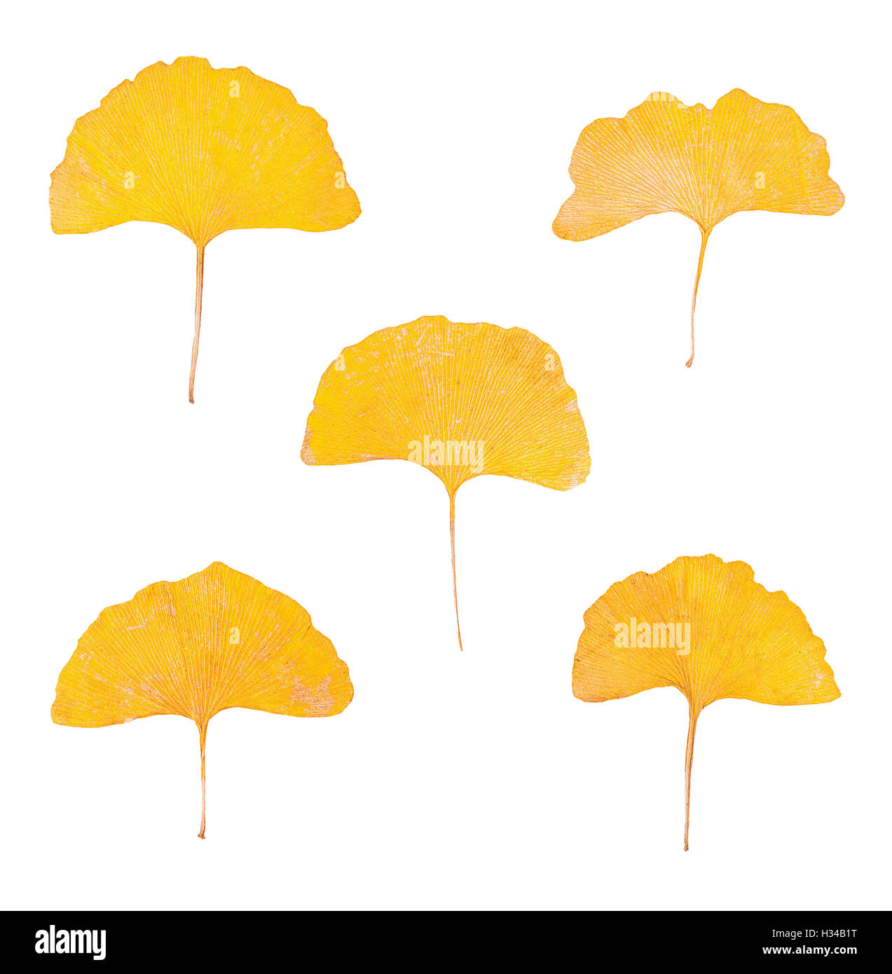 Set di foglie di giallo di Ginkgo biloba albero isolato Foto Stock