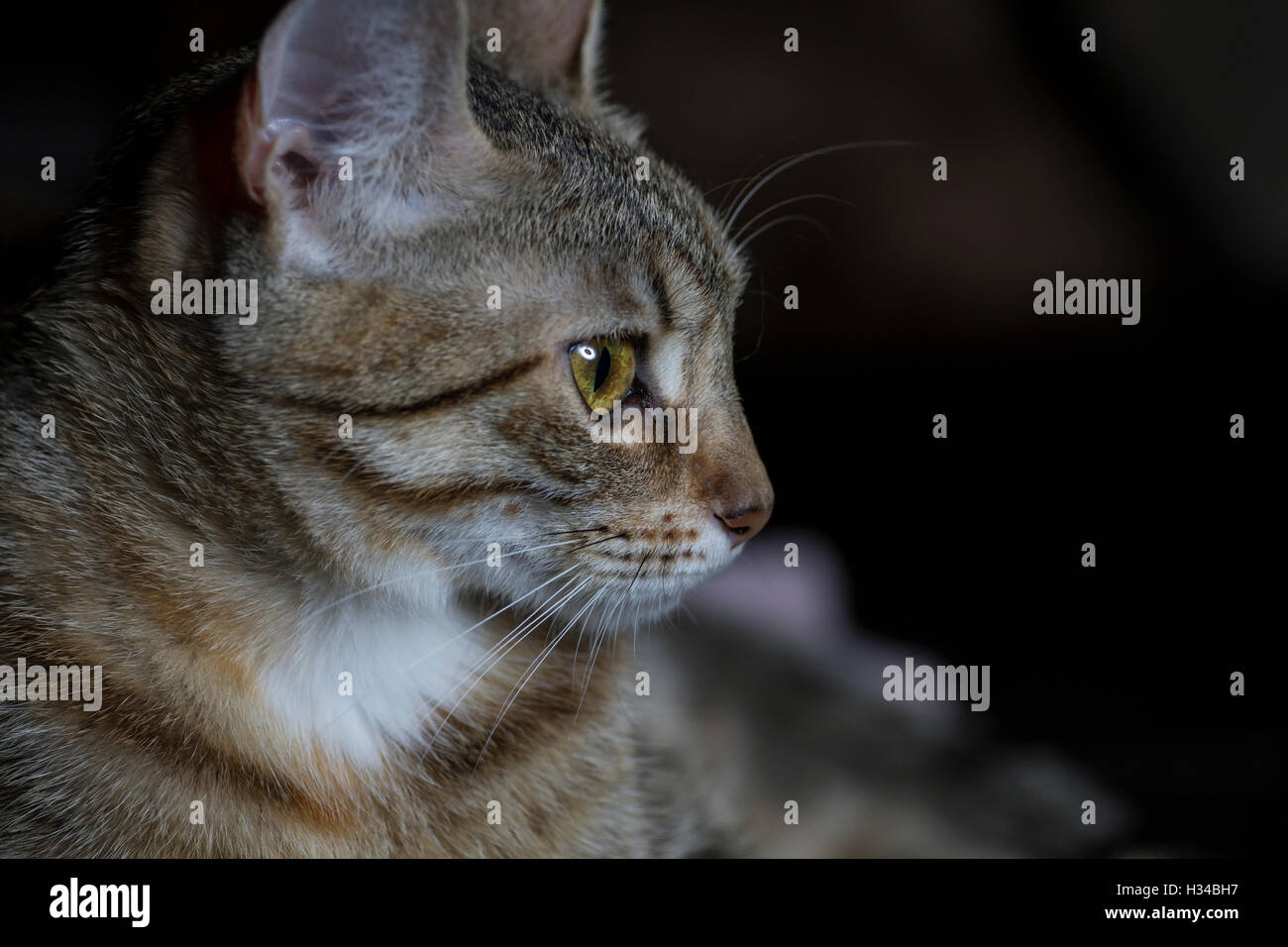 Il Pet, adorabile comuni di pelo di gatto tabby Foto Stock