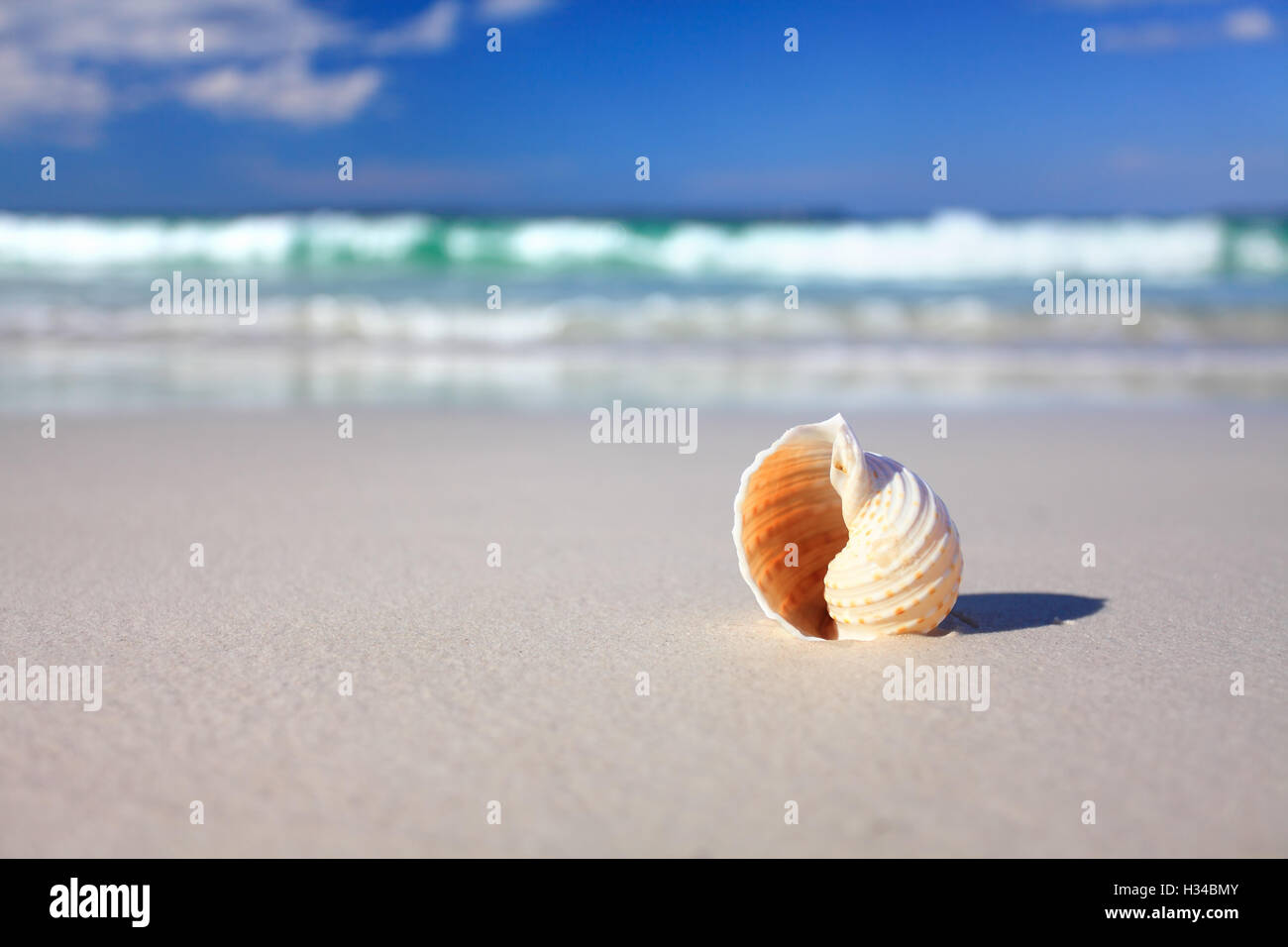 Bella conchiglia tropicale sulla spiaggia di vacanze Foto Stock