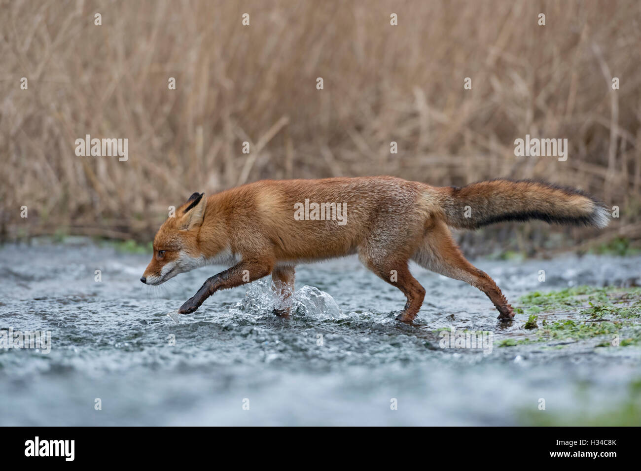 Red Fox / Rotfuchs ( Vulpes vulpes ) attraversando un piccolo ruscello, camminando attraverso il flusso di acqua. Foto Stock