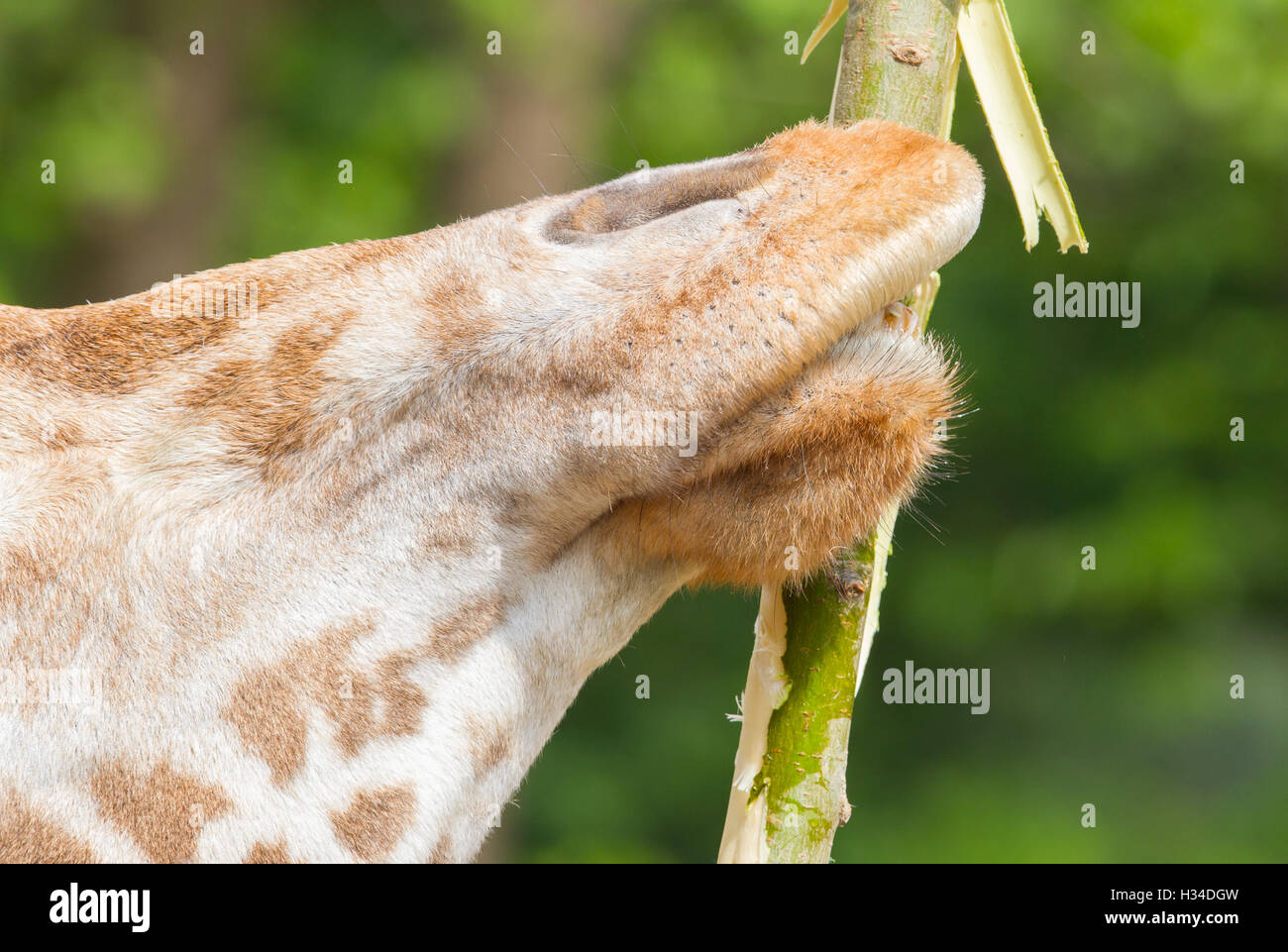 Giraffa che mangia Foto Stock