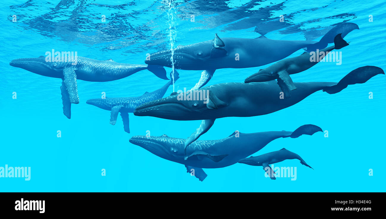 Humpback Whale gruppo Foto Stock