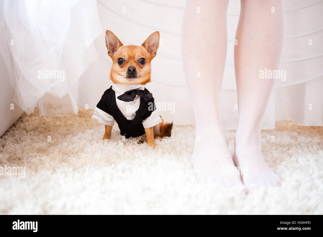 Piccolo cane sotto il vestito della sposa. Foto Stock