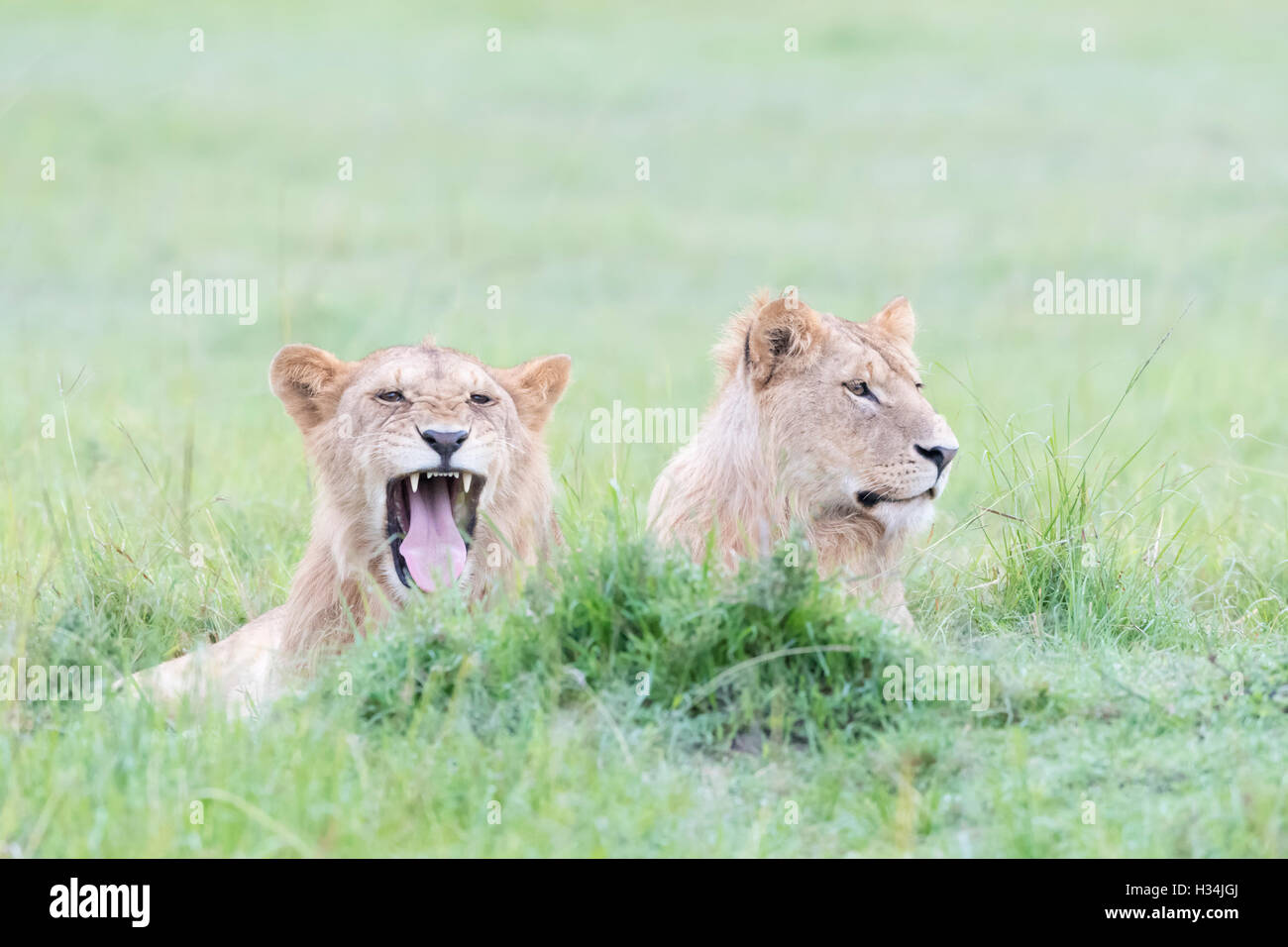Due giovani leoni maschio (Panthera leo) sdraiato insieme, il Masai Mara riserva nazionale, Kenya Foto Stock