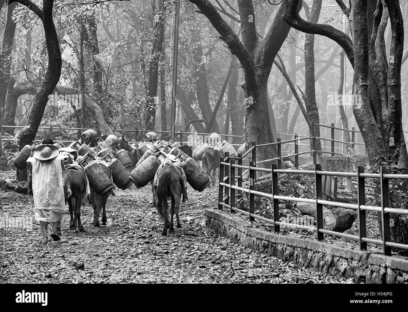 L'immagine di cavalli che trasportano le bombole di gas come bagagli in Matheran, Maharashtra, India Foto Stock