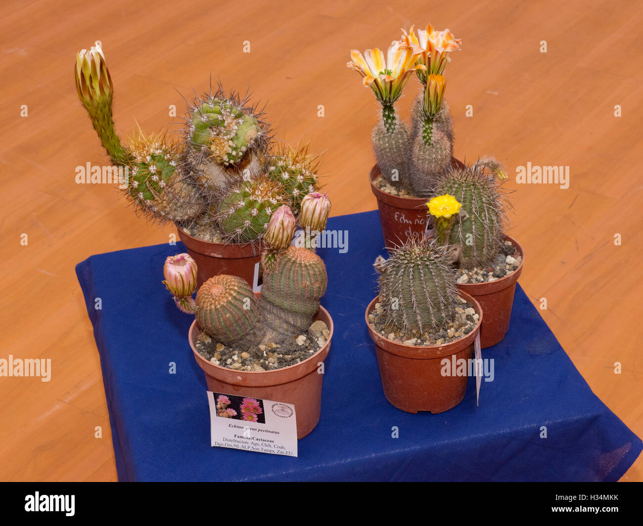 Gruppo di cactus fioriti durante una mostra Foto Stock