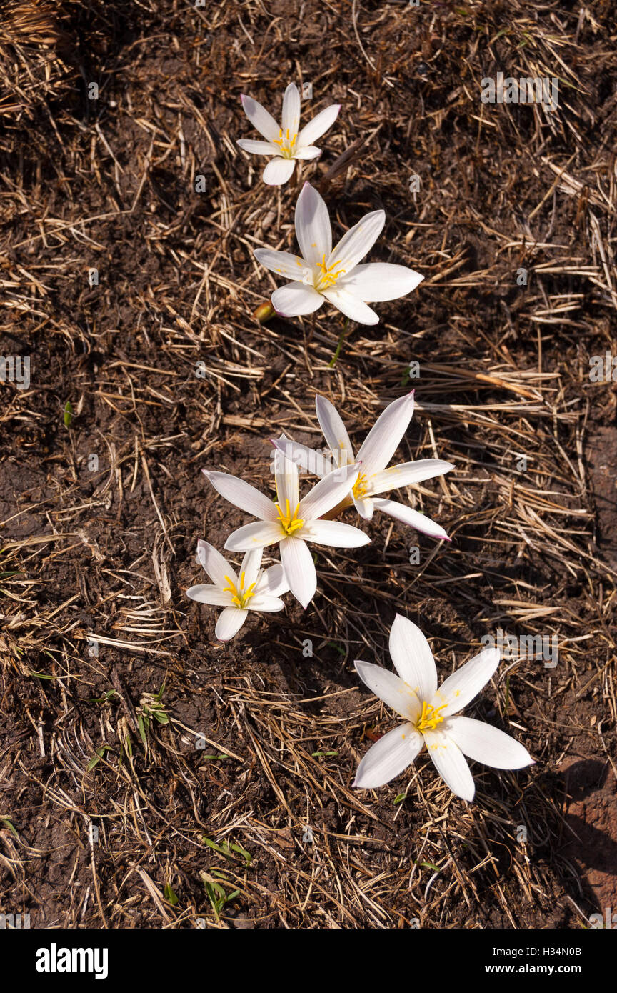 Fiori di maggio (Flor de Mayo), Zephyranthes sp Foto Stock