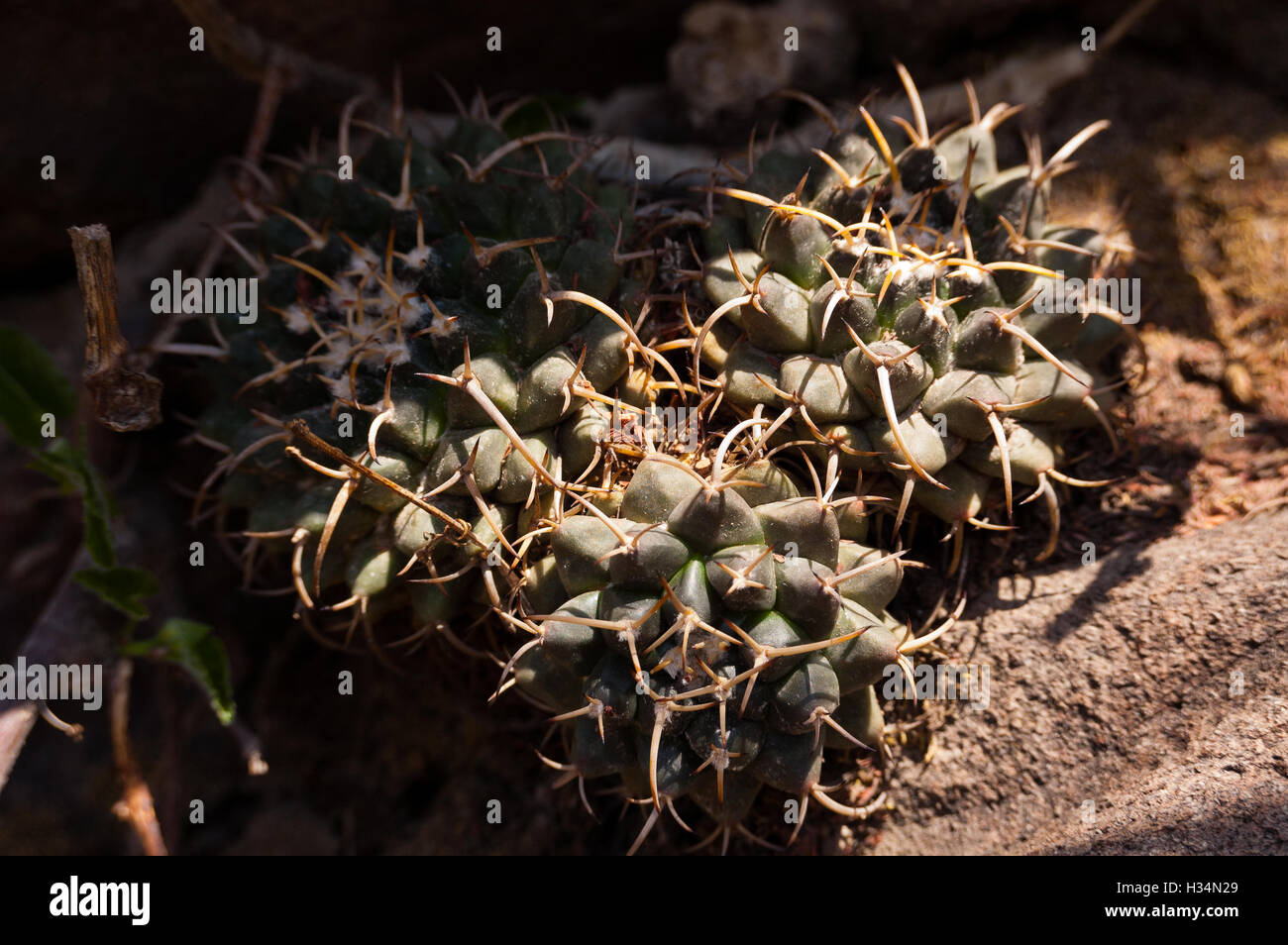 Wild Mammillaria magnimamma (biznaga de chilito) Foto Stock