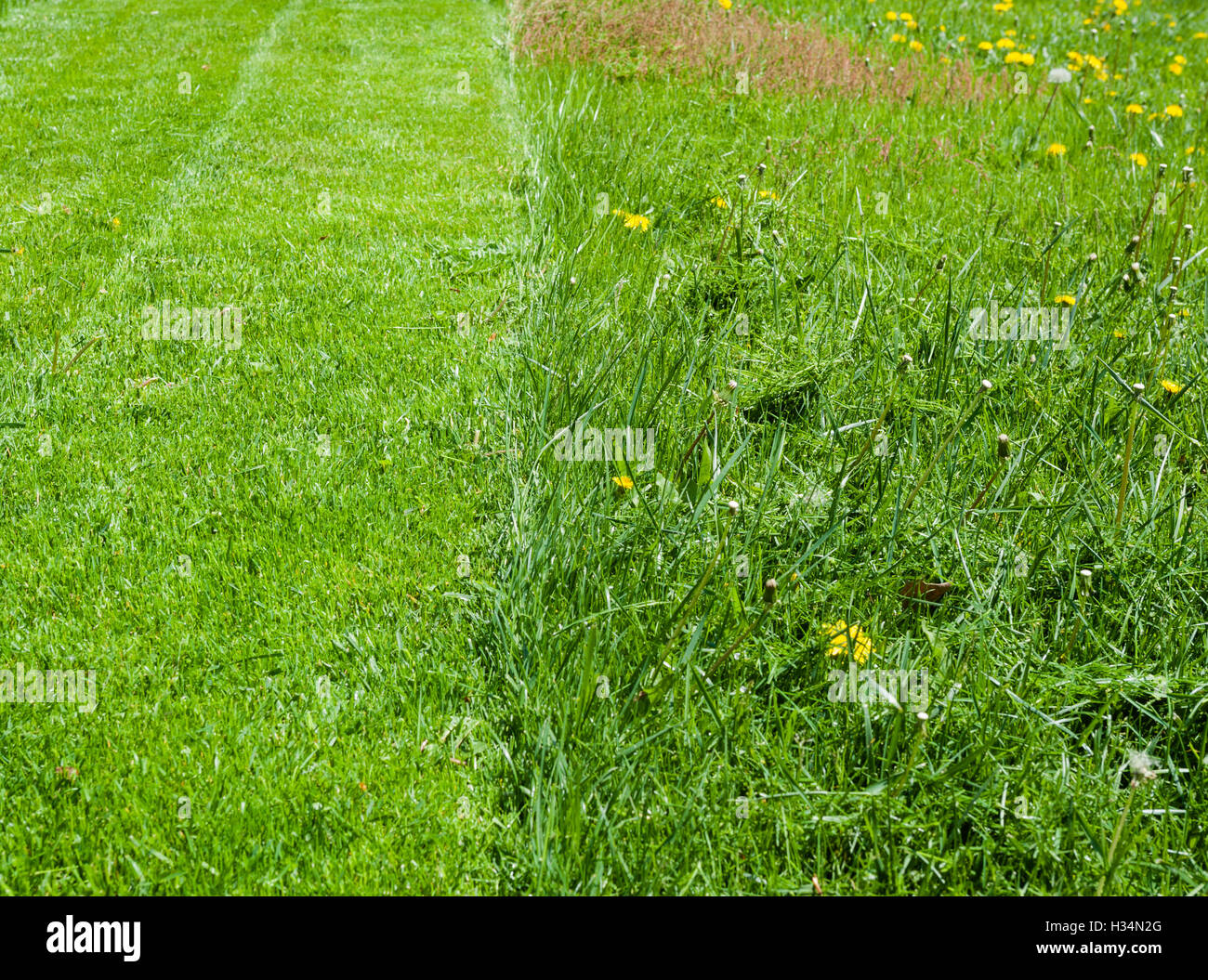 Fresco verde prato, metà recentemente falciate, metà intonso. Foto Stock