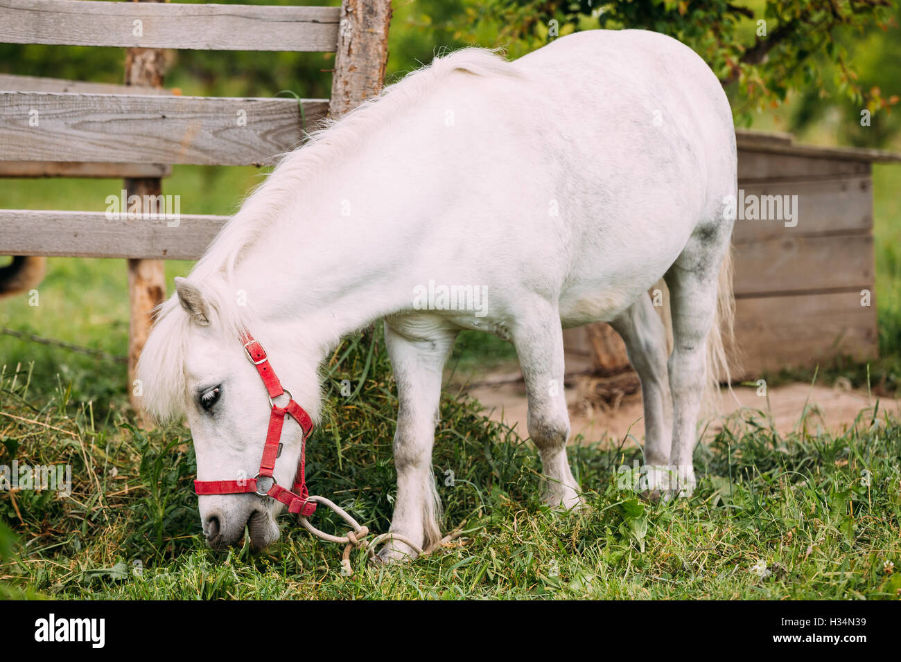 Nizza permanente Pony bianco è mangiare erba al Ranch di campagna. Nag in rosso briglia, recinzione di legno dello sfondo. Foto Stock